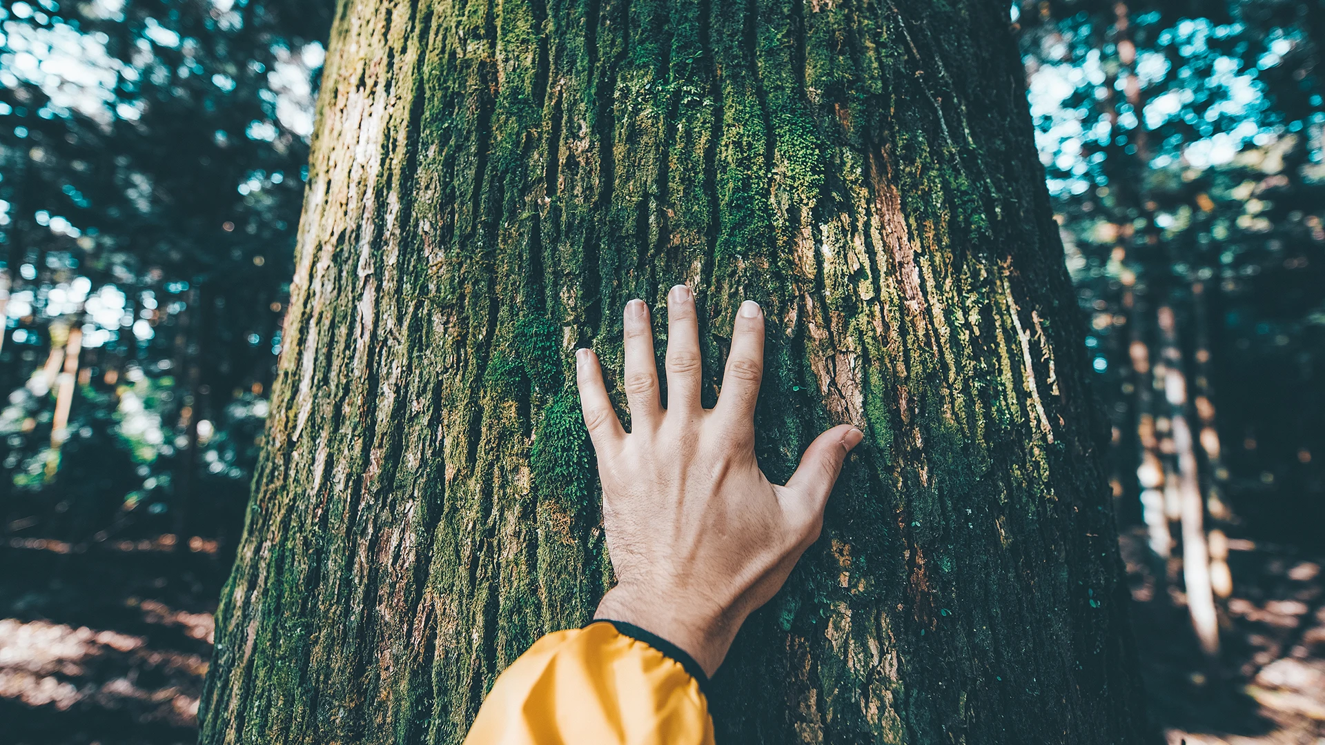 zdjęcie przedstawia rękę dotykająca drzewo